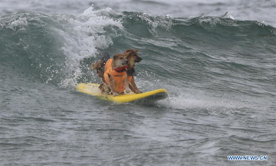 (SP)U.S.-CALIFORNIA-HUNTINGTON BEACH-SURF DOG