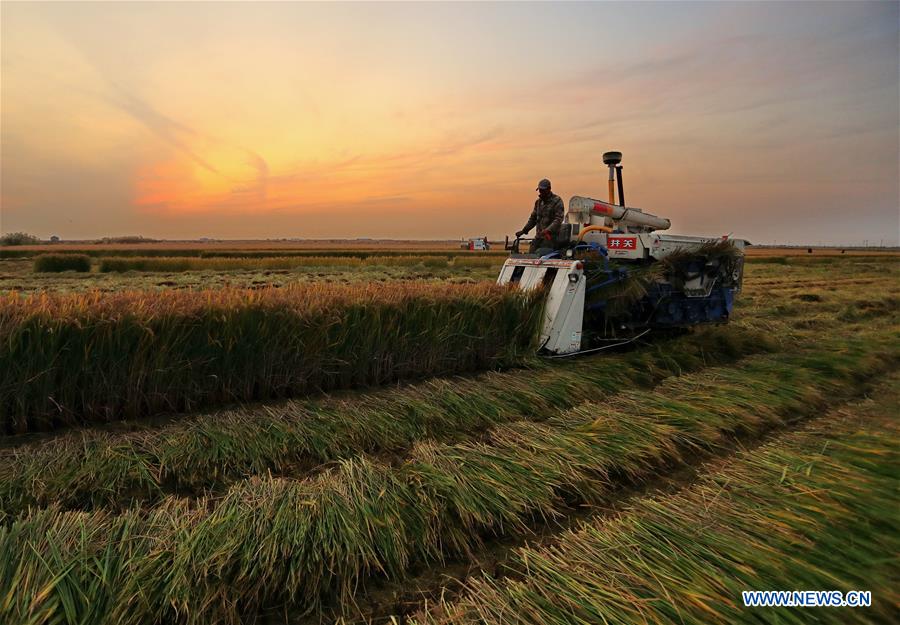 CHINA-HEBEI-TANGSHAN-RICE-HARVEST (CN)