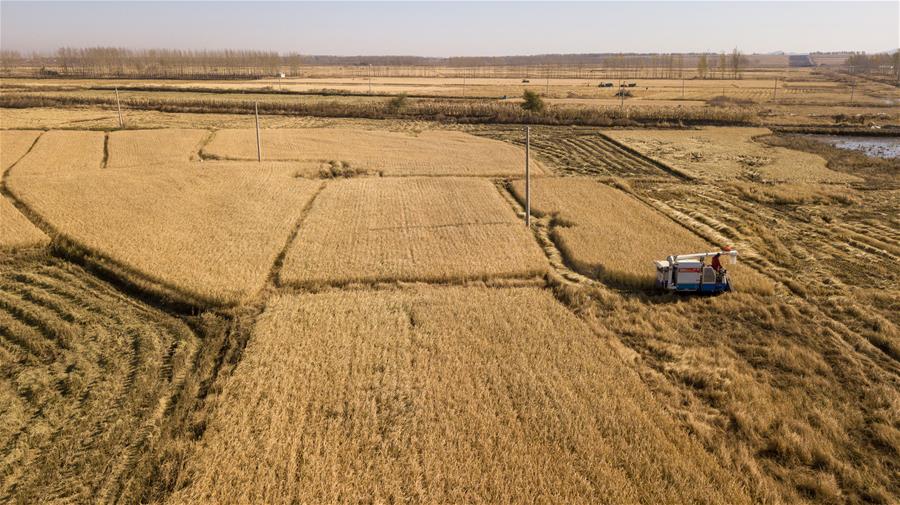 CHINA-JILIN-AUTUMN HARVEST (CN)