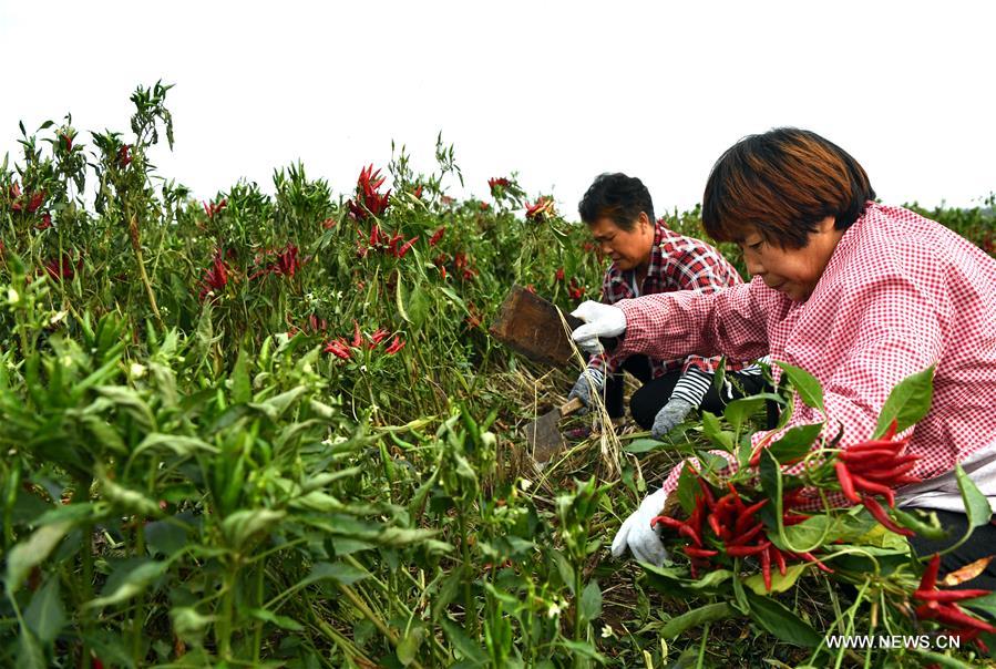 CHINA-HENAN-AGRICULTURE-CHILI PEPPER (CN)