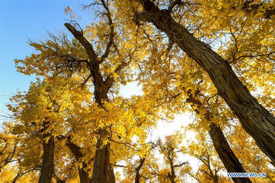 CHINA-INNER MONGOLIA-POPULUS EUPHRATICA-SCENERY (CN)