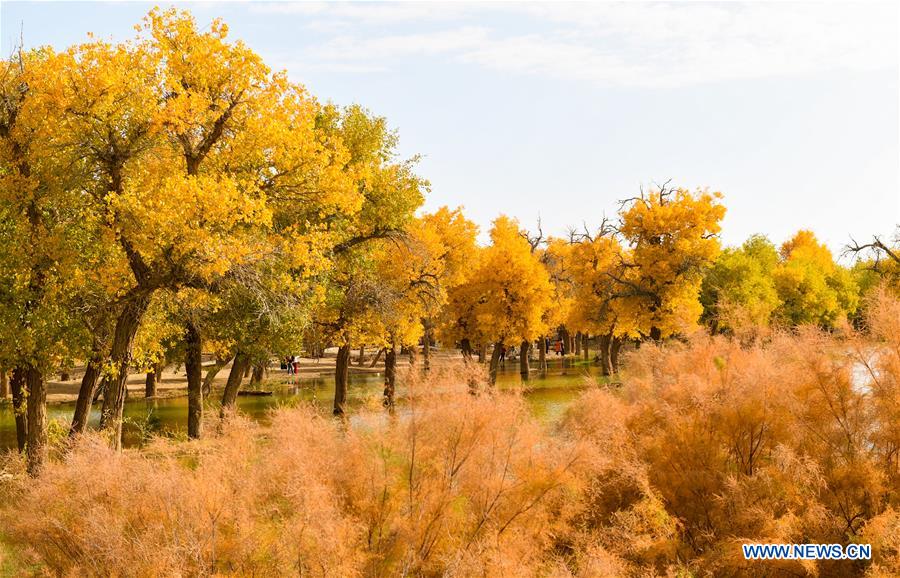 CHINA-INNER MONGOLIA-POPULUS EUPHRATICA-SCENERY (CN)