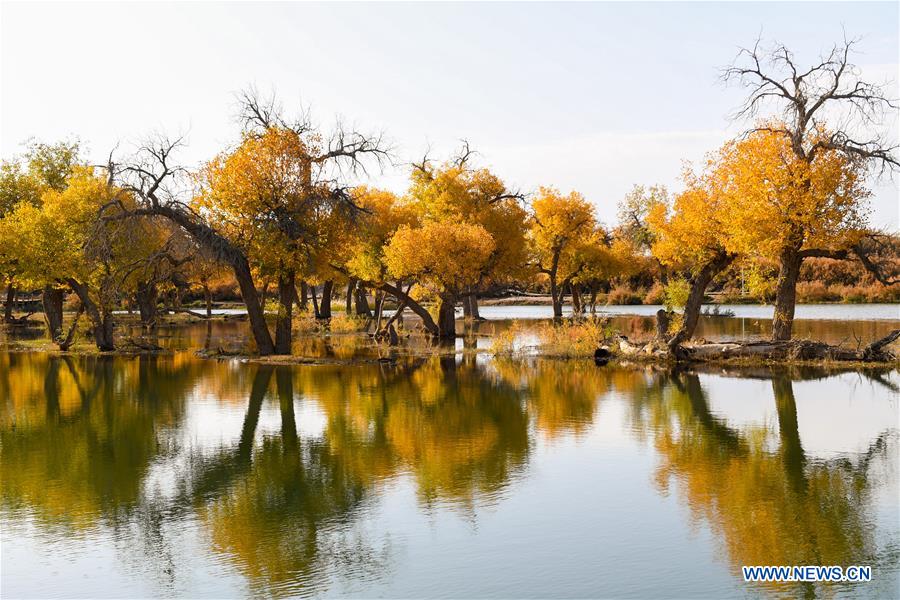 CHINA-INNER MONGOLIA-POPULUS EUPHRATICA-SCENERY (CN)