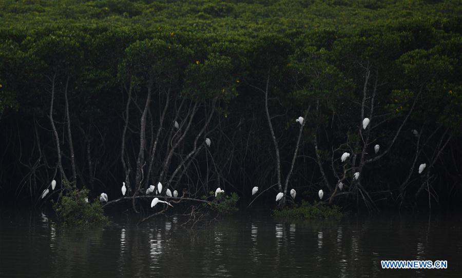 CHINA-HAINAN-MANGROVE-RESERVE (CN)