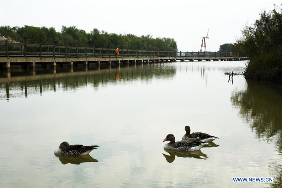 CHINA-SHANDONG-YELLOW RIVER DELTA-SCENERY (CN)