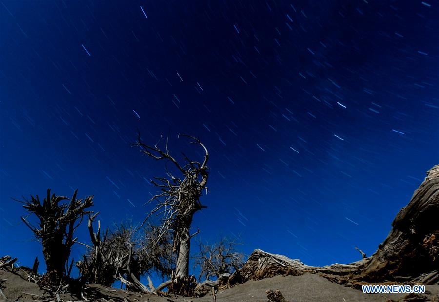 CHINA-INNER MONGOLIA-DESERT POPLAR TREES-SCENERY (CN)