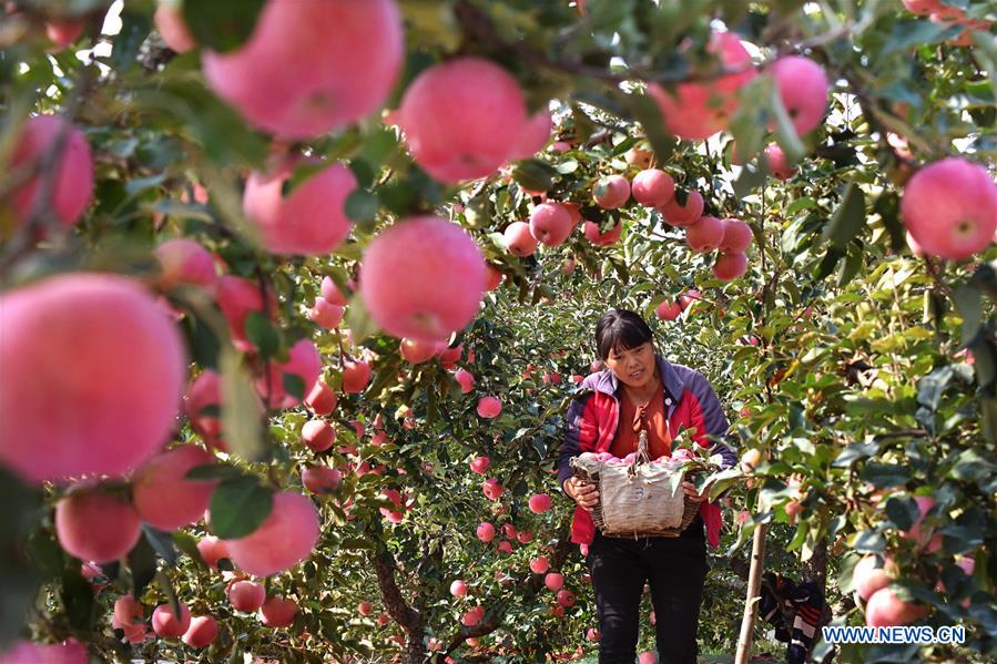 CHINA-SHANDONG-YIYUAN-APPLE-HARVEST (CN)