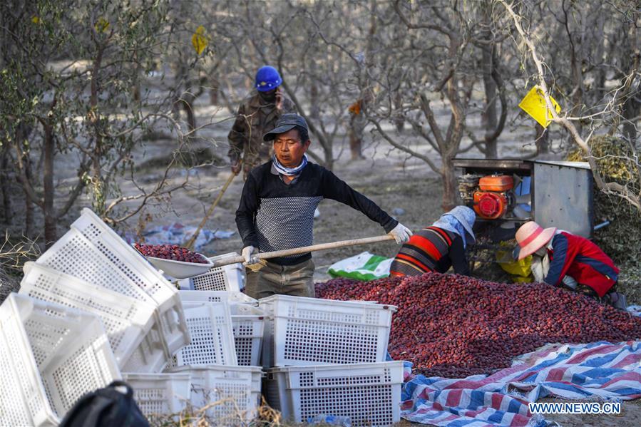 CHINA-XINJIANG-RUOQIANG-RED JUJUBE-HARVEST (CN)