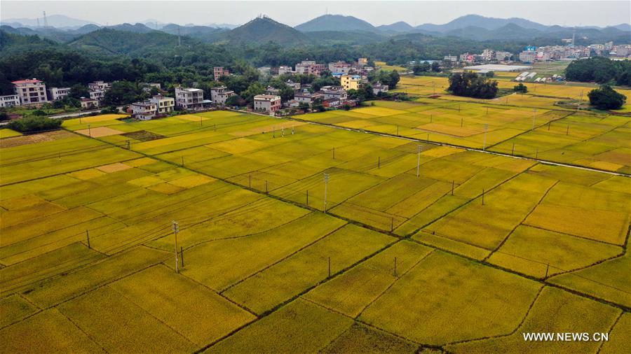 CHINA-GUANGXI-RICE FIELDS (CN)