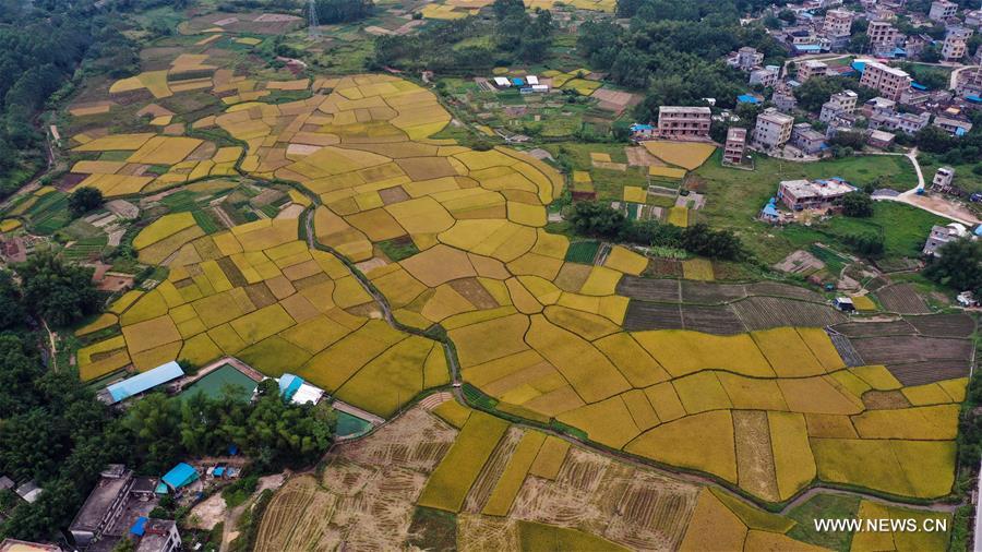 CHINA-GUANGXI-RICE FIELDS (CN)