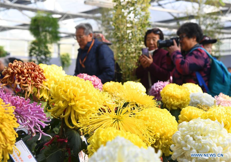 CHINA-BEIJING-CHRYSANTHEMUM-EXHIBITION (CN)