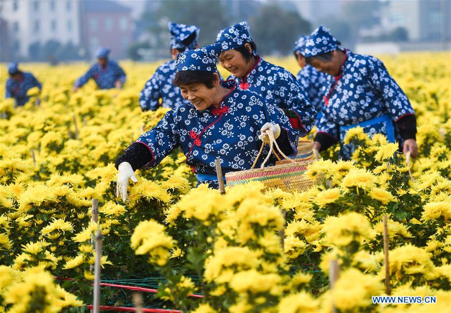 CHINA-ZHEJIANG-CHANGXING-CHRYSANTHEMUM (CN)