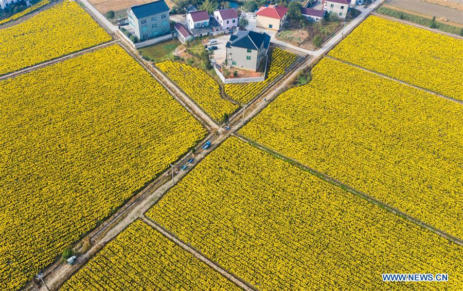 CHINA-ZHEJIANG-CHANGXING-CHRYSANTHEMUM (CN)