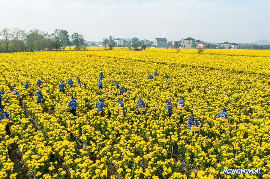 CHINA-ZHEJIANG-CHANGXING-CHRYSANTHEMUM (CN)