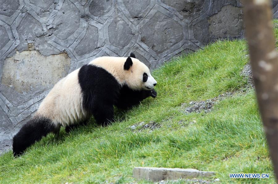 CHINA-SICHUAN-JIUZHAIGOU-GIANT PANDA (CN)