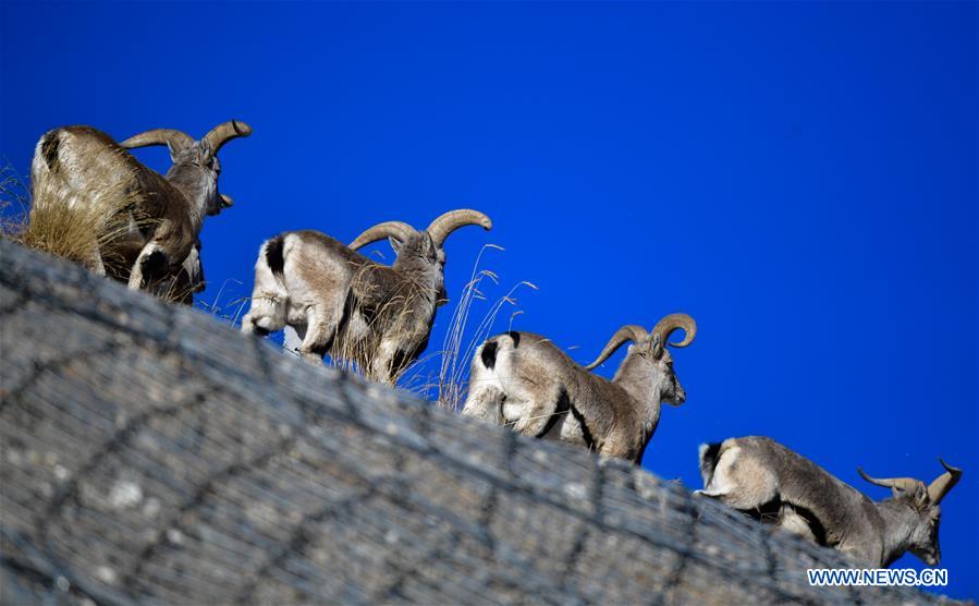 CHINA-QINGHAI-GOLOG-WILDLIFE (CN)