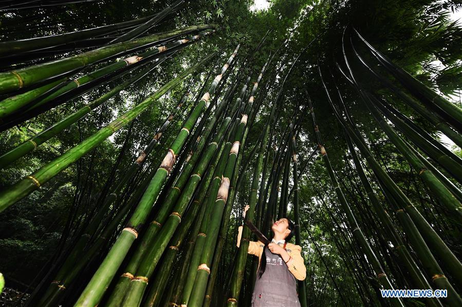 (FOCUS)CHINA-GUIZHOU-CHISHUI-BAMBOO WEAVING-CRAFTSWOMAN-TRAINING CENTER (CN)