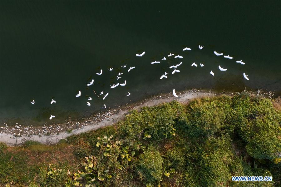 CHINA-FUJIAN-ZHANGZHOU-ENVIRONMENT-EGRETS (CN)