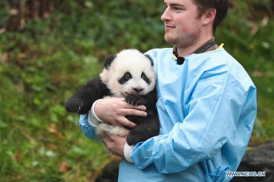 BELGIUM-BRUGELETTE-PAIRI DAIZA-ZOO-PANDA TWINS-OFFICIAL NAME