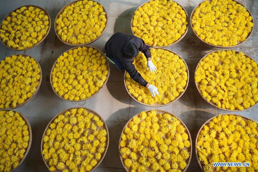 CHINA-HEBEI-CHRYSANTHEMUM-HARVEST (CN)