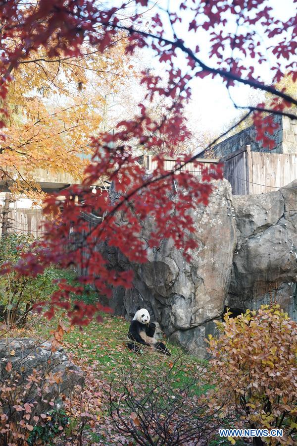 U.S.-WASHINGTON D.C.-CHINA-GIANT PANDA BEI BEI-DEPARTURE