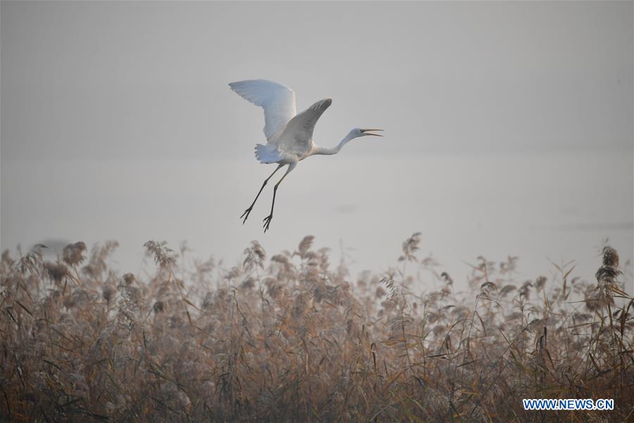 CHINA-SHAANXI-DALI COUNTY-YELLOW RIVER WETLAND-SCENERY (CN)