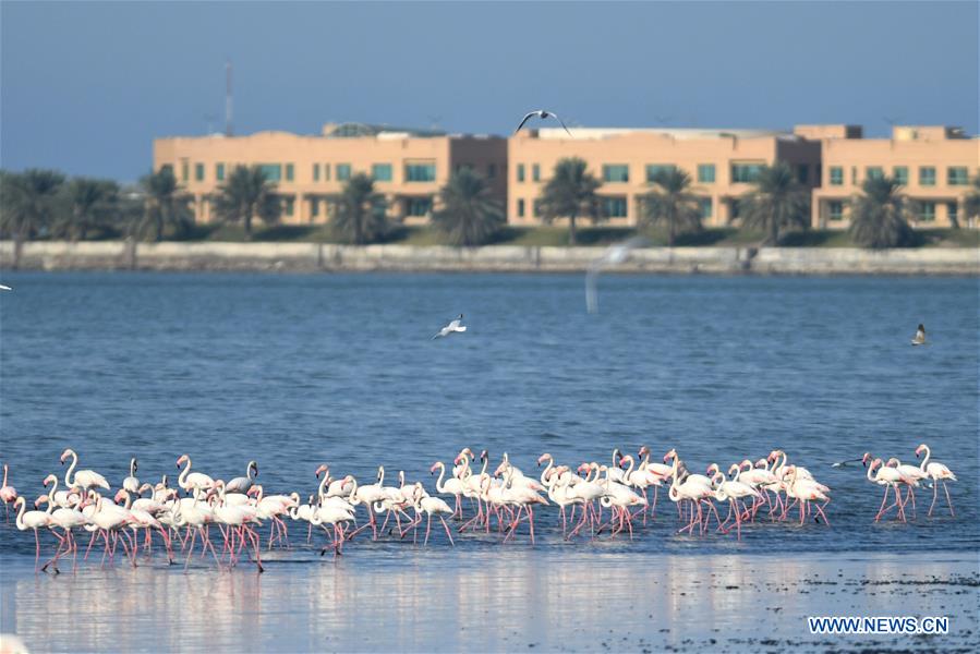 KUWAIT-KUWAIT CITY-NATURE-BIRDS