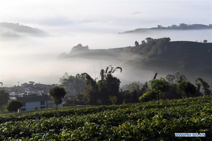 CHINA-YUNNAN-PU'ER-TEA GARDEN-CLOUDS (CN)