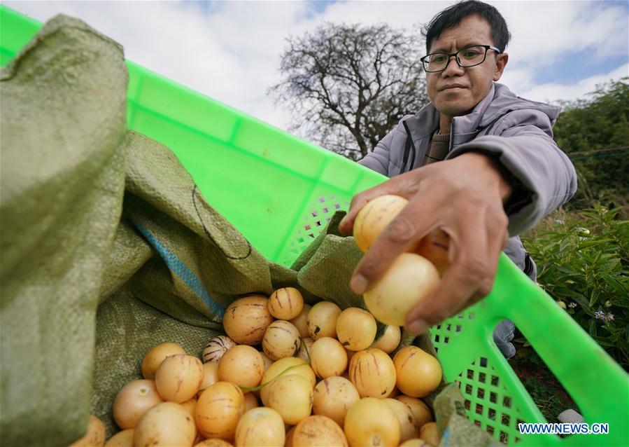 CHINA-YUNNAN-POVERTY ALLEVIATION-PEPINO MELON-INDUSTRY (CN)