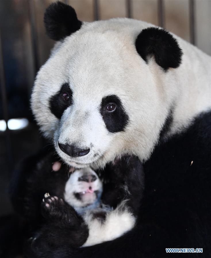 CHINA-SHAANXI-QINLING-GIANT PANDA KINDERGARTEN