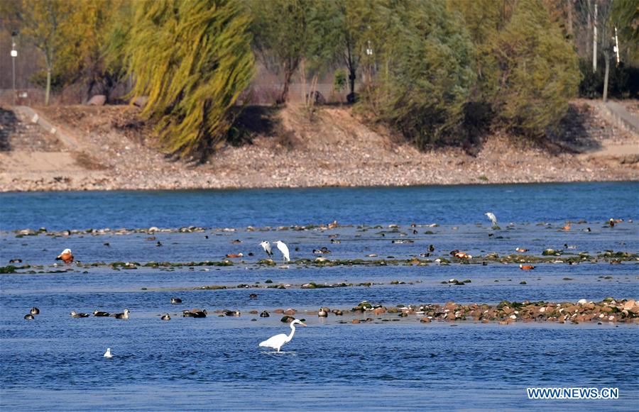 CHINA-HENAN-LUOYANG-YELLOW RIVER WETLAND-ECO-ENVIRONMENT (CN)