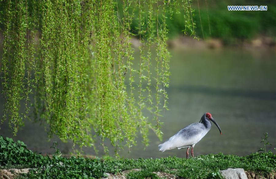 CHINA-SHAANXI-QINLING MOUNTAINS-BIO-DIVERSITY (CN)