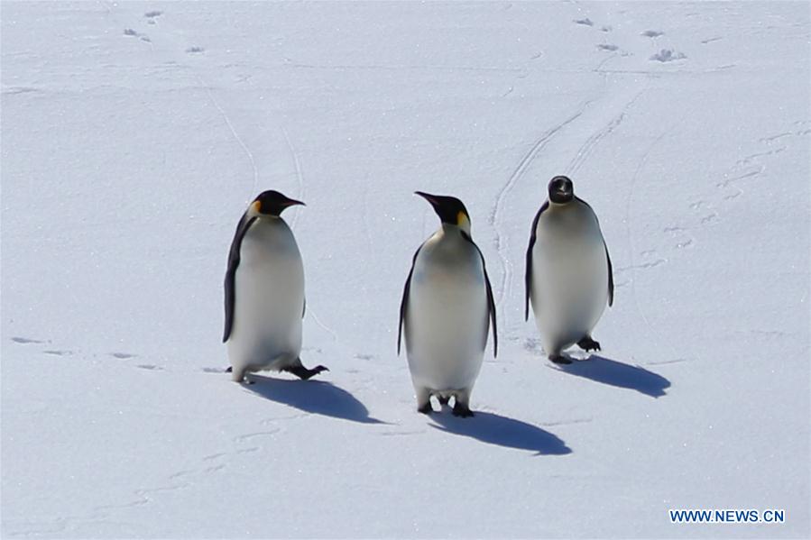 (EyesonSci)CHINA-XUELONG 2-ANTARCTIC EXPEDITION-PENGUINS