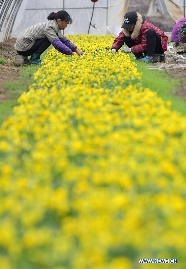 CHINA-JIANGXI-NANCHANG-FLOWERS (CN)