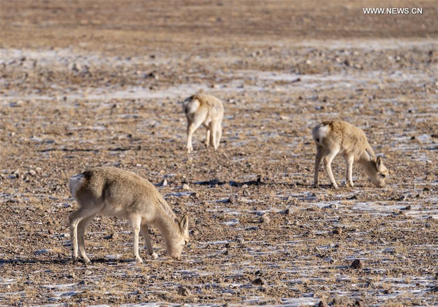 CHINA-TIBET-NAGQU-WILD ANIMALS (CN)