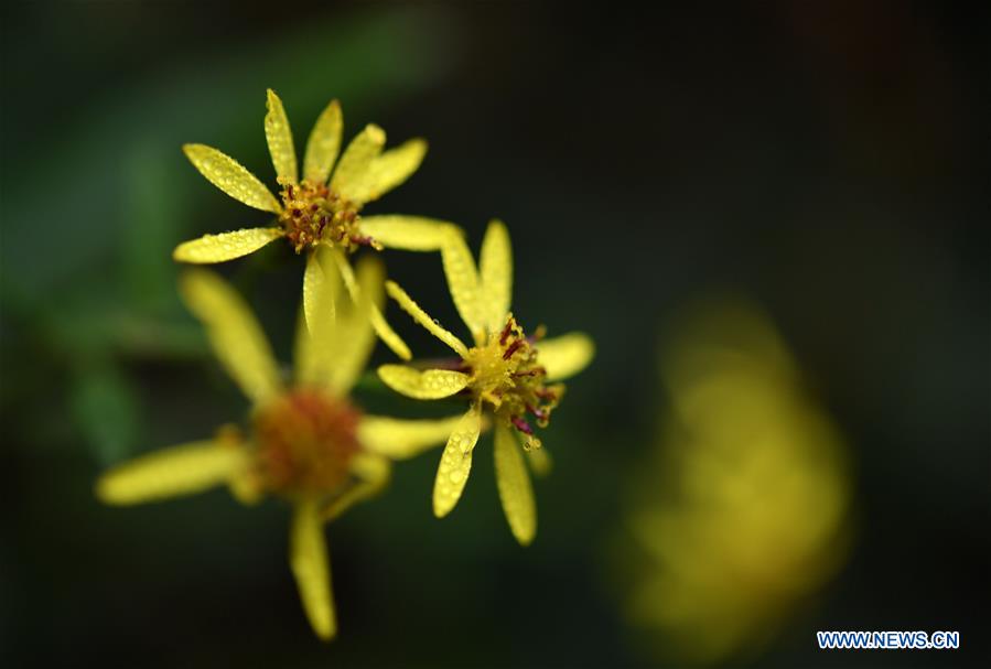 #CHINA-HUBEI-ENSHI-WINTER FLOWERS (CN)