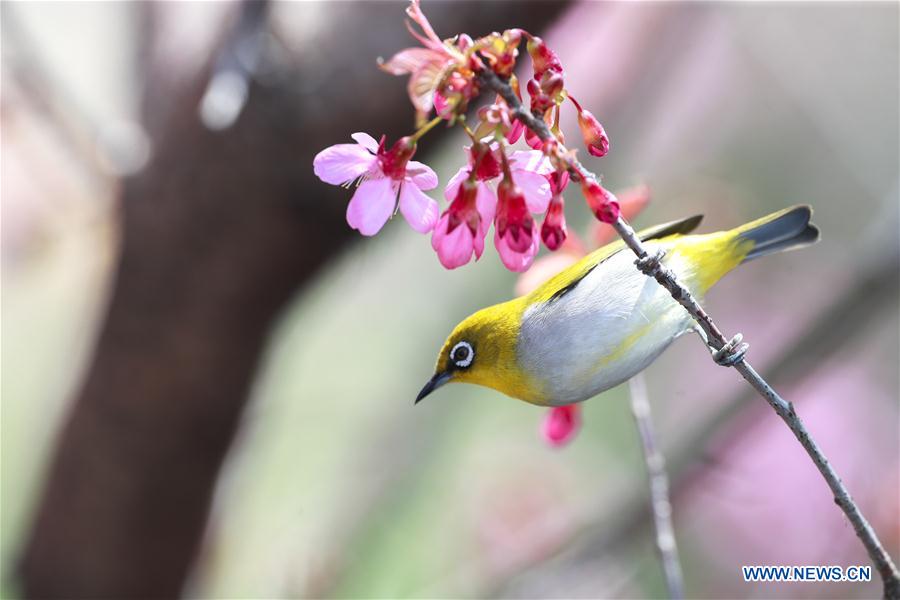 CHINA-GUIZHOU-GUIYANG-WHITE-EYE-BIRD (CN)