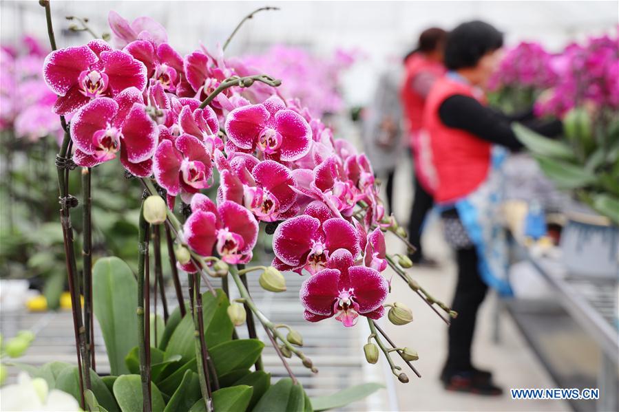 #CHINA-JIANGSU-ZHENJIANG-FLOWER-INDUSTRY (CN)