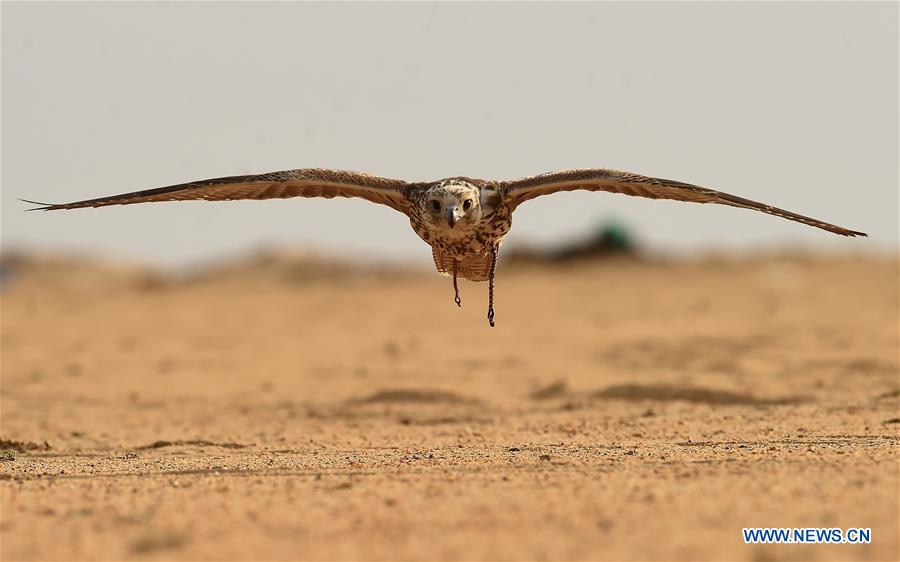 KUWAIT-JAHRA GOVERNORATE-FALCONS-HUNTING-SHOW