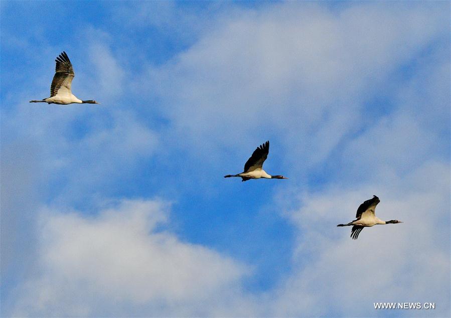 CHINA-LHASA-ECOLOGICAL PROTECTION-CRANES (CN)