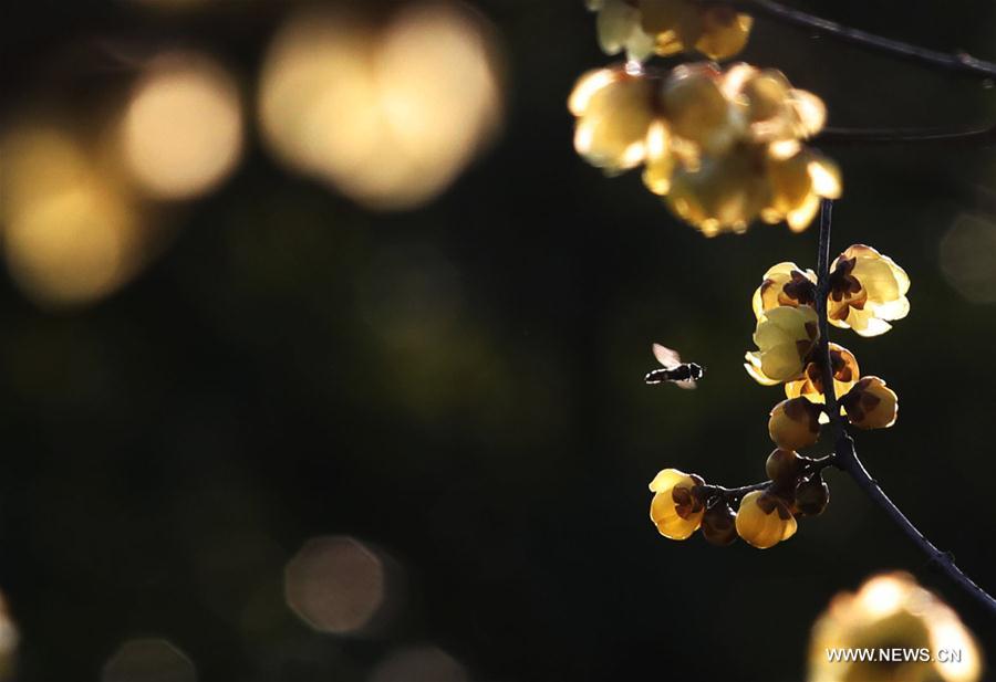 #CHINA-JIANGSU-WINTER-FLOWERS (CN)