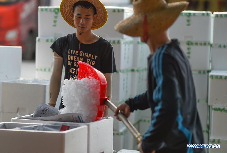 CHINA-HAINAN-VEGETABLE-PRODUCTION (CN)