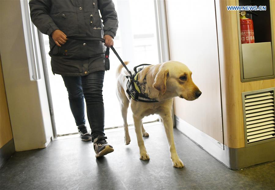 CHINA-SHAANXI-XI'AN-GUIDE DOG-SPRING FESTIVAL TRAVEL RUSH (CN)