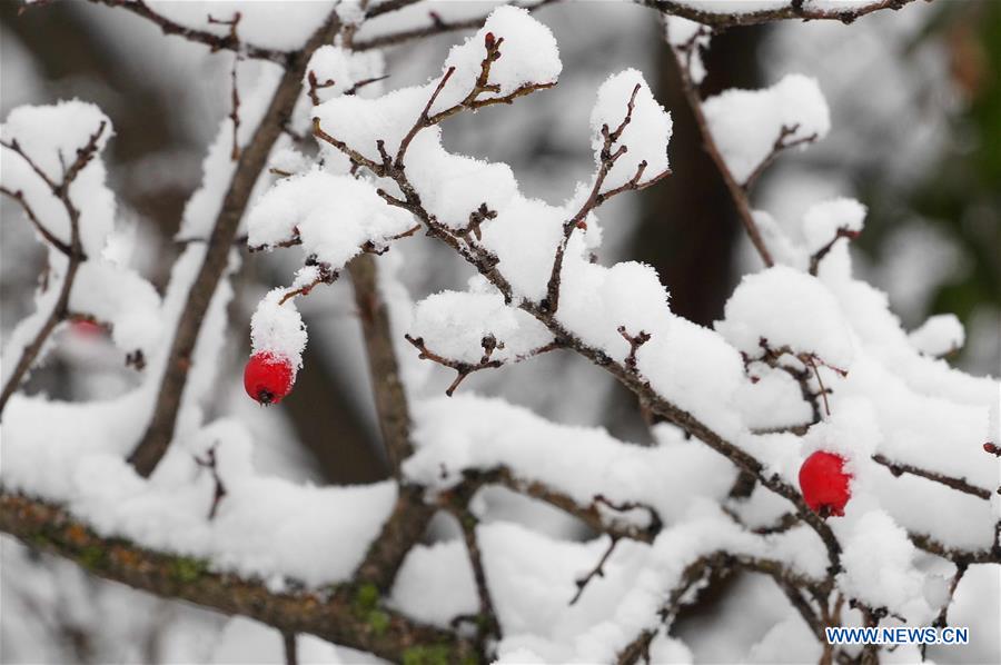 UZBEKISTAN-TASHKENT-SNOWFALL