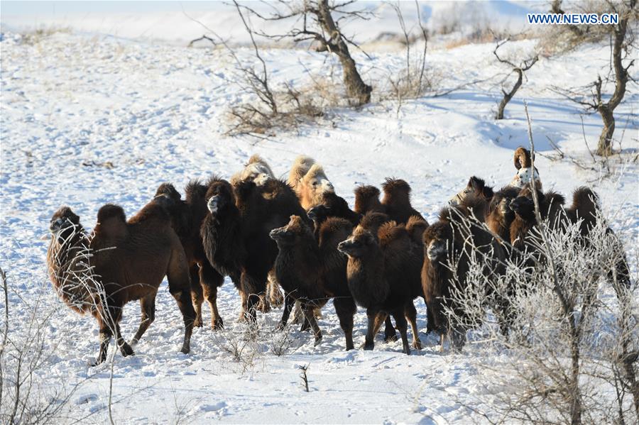 CHINA-INNER MONGOLIA-XILINHOT-GRASSLAND-WINTER SCENERY (CN)