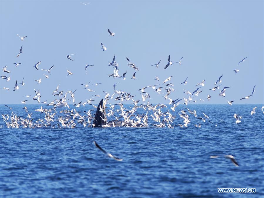 CHINA-GUANGXI-BEIBU GULF-BRYDE'S WHALES (CN)