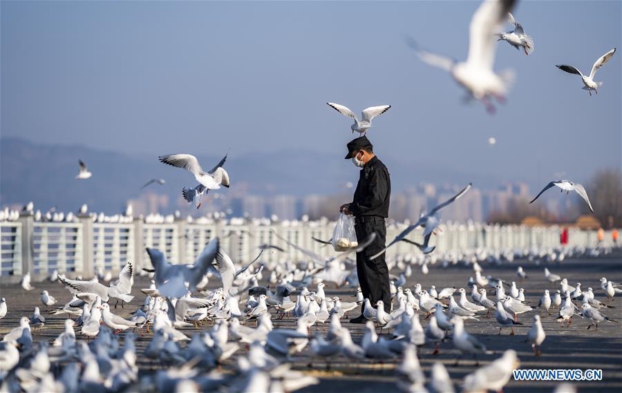 CHINA-KUNMING-NOVEL CORONAVIRUS-BLACK-HEADED GULLS-FEEDING (CN)