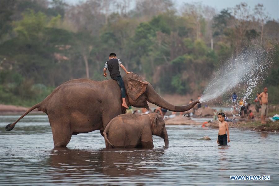 LAOS-XAYABOURY-ELEPHANT-FESTIVAL