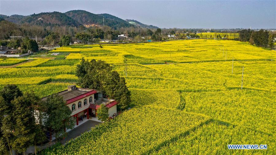 CHINA-SICHUAN-COLE FLOWER FIELD (CN)