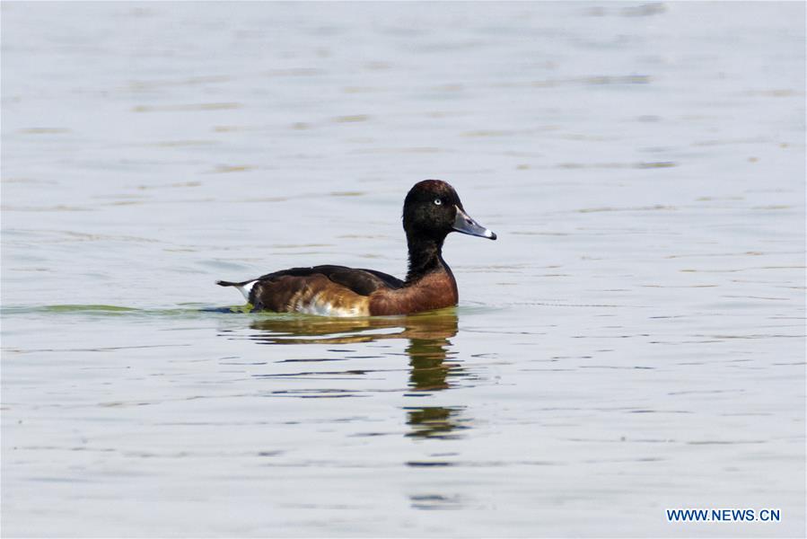 CHINA-YUNNAN-BAOSHAN-ENDANGERED DUCK-AYTHYA BAERI-SPOTTED (CN)